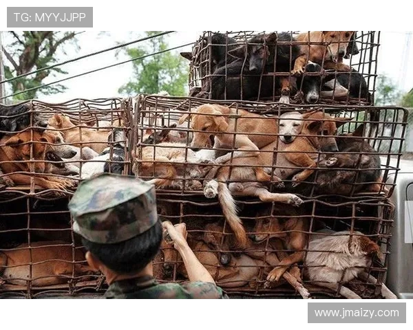 越南渔民与欧冠足球文化的奇妙联系探讨